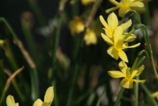 Narcissus 'Hawera' bestellen